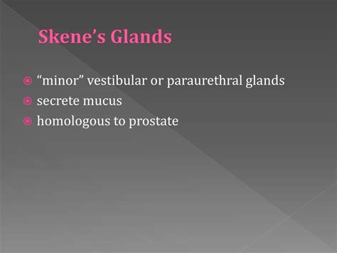 glande de skene|Skenes Glands: Purpose, Health Complications, and。